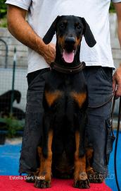 Cucciola di dobermann