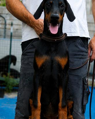 Cucciola di dobermann