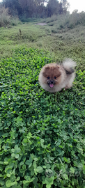 Volpino di pomerania