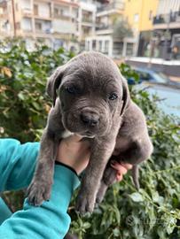 Mastino-corso cucciolo