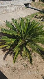 Cycas Revoluta 