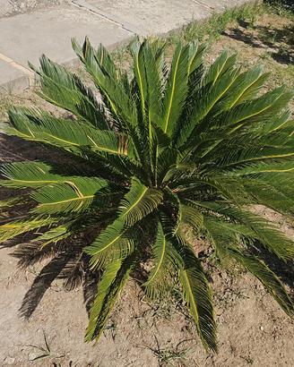 Cycas Revoluta 