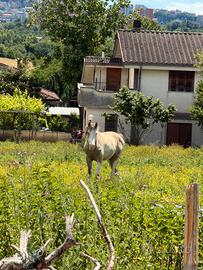 Cavallo