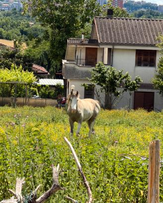 Cavallo