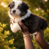 Australian Shepherd Cuccioli pastore australiano