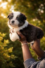 Australian Shepherd Cuccioli pastore australiano