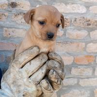 cuccioli cane