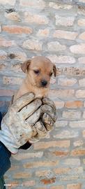 cuccioli cane