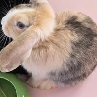 Coniglietto ariete nano