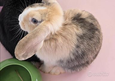 Coniglietto ariete nano