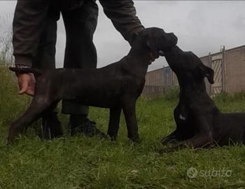 Cane corso
