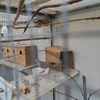 Coppia di tortore dal collare