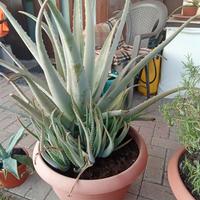 Aloe vera di 7 anni