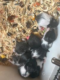 Cuccioli di Criceti