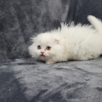 Cucciola femmina di scottish fold highland