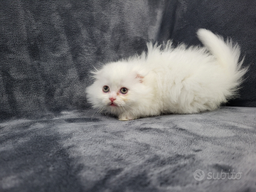 Cucciola femmina di scottish fold highland