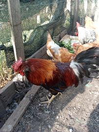 Gallo Oliver