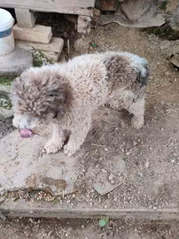 Lagotto