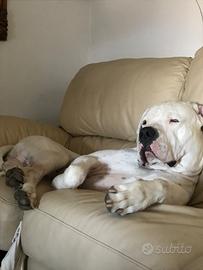 Dogo argentino