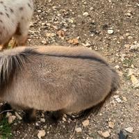 3 Pony falabella minihorse femmine