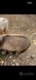 3 Pony falabella minihorse femmine