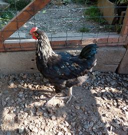 Galli