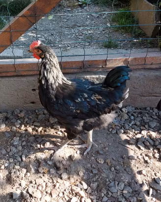 Galli