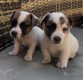 Jack Russell femmina