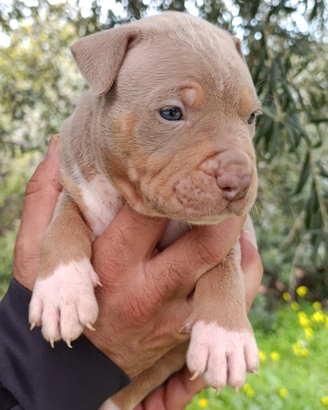 Pitbull