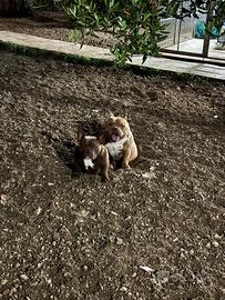 American bully