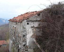 Rustico con piantagione annessa