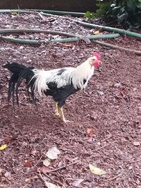 galline ornamentali phoenix