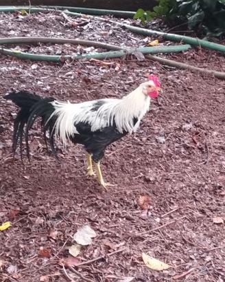 galline ornamentali phoenix