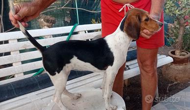 Cane da caccia