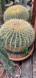 Cactus Echinocactus Grusonii