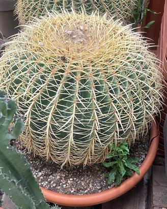 Cactus Echinocactus Grusonii