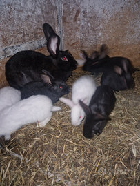 Hycole Francese disponibile