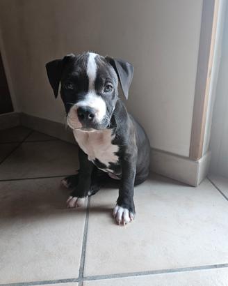 Cuccioli Amstaff/Pitbull
