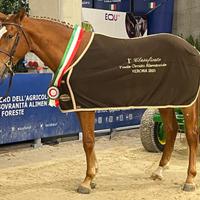 Cavallo