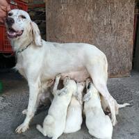 Cani da caccia