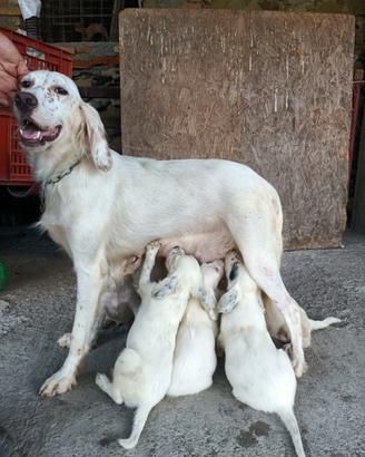 Cani da caccia