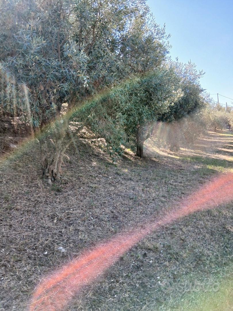 Terreno con ulivi - Vista 5