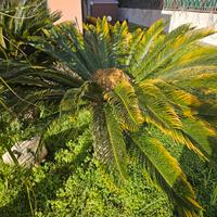 cycas e pianta mangia fumo