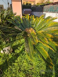 cycas e pianta mangia fumo
