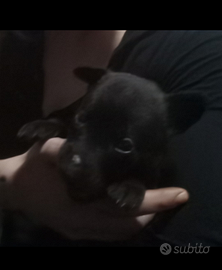 Cuccioli pastore olandese