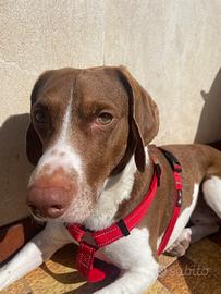 Disponibile cane di caccia per accoppiamento