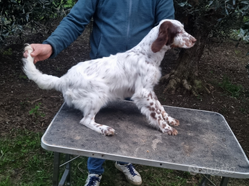 Cucciolo setter inglese
