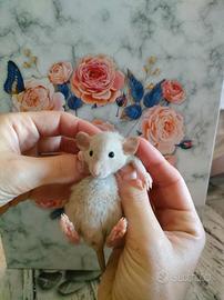 Rattini da compagnia