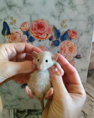 Rattini da compagnia