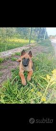 Pastore belga Malinois